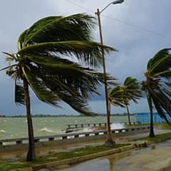 Hurricane force winds blowing palm trees on coast.